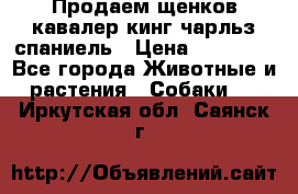 Продаем щенков кавалер кинг чарльз спаниель › Цена ­ 60 000 - Все города Животные и растения » Собаки   . Иркутская обл.,Саянск г.
